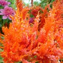 Celosia argentea var.plumosa 'Apricot Brandy'